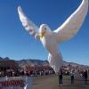 dove709a