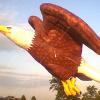 eagle091